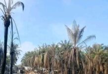 Kebakaran Berulang di Keluang, POSE RI Soroti Kinerja Aparat Penegak Hukum