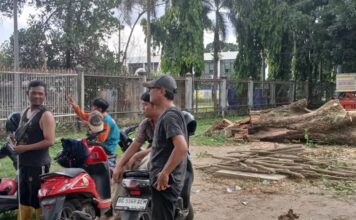 Prioritaskan Safety Pengguna Jalan, Lurah Arsun Sahadi Pimpin Monitoring Pohon Rawan di Mayor Zen